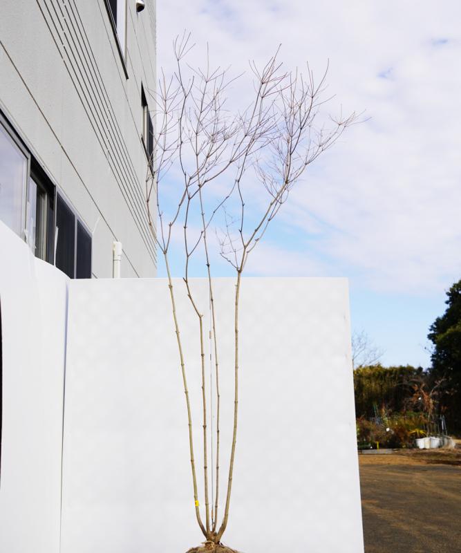 adda22-27  山採り風ドウダンツツジ　高さ2.7m　不在置き了承商品