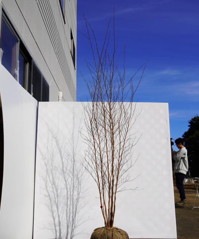 ahsa14-23  ヒメシャラ 本株立　高さ2.3m  不在置き了承商品