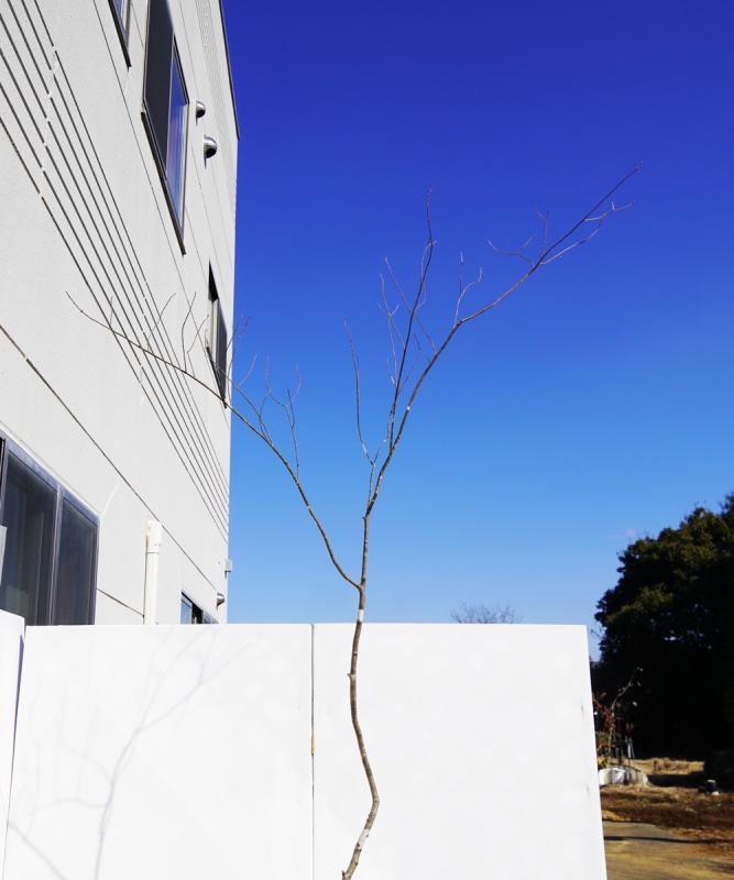 山採り　アオダモ　アセビ　混合株 山採り アオダモ アセビ 混合株