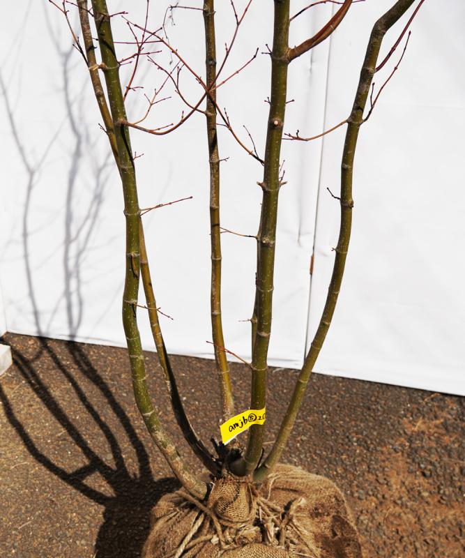 お引き取り限定/一部地域配送可】イロハモミジ/大株立ち 植物/観葉植物 ...