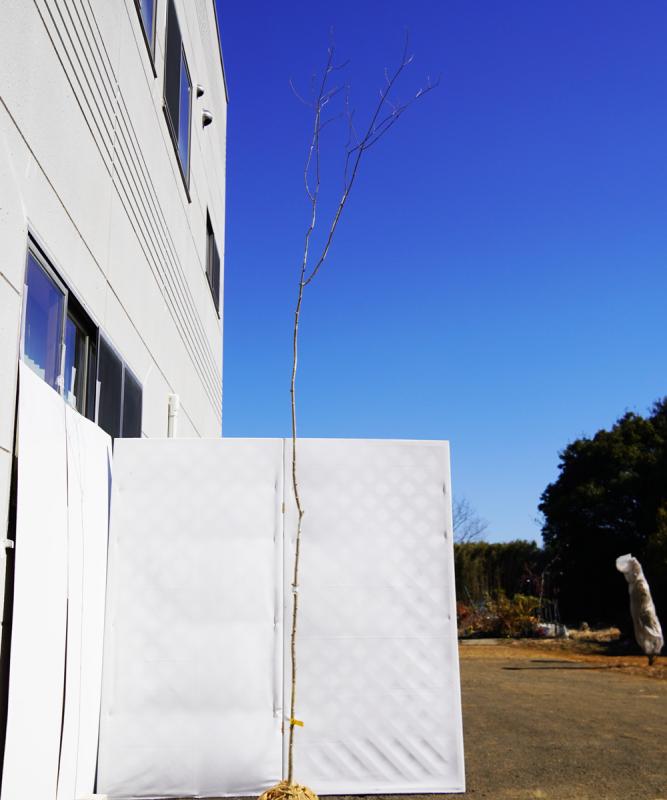 aadg23-31 【山採り】アオダモ　高さ3.1ｍ程度　不在置き了承商品