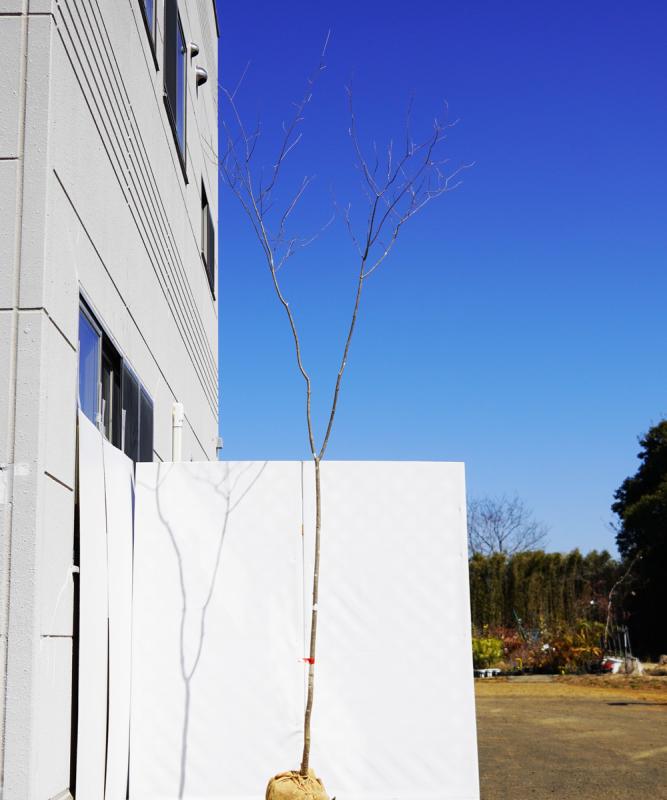 aadh4-33  直接引取り限定【山採り】アオダモ　高さ3.3ｍ程度