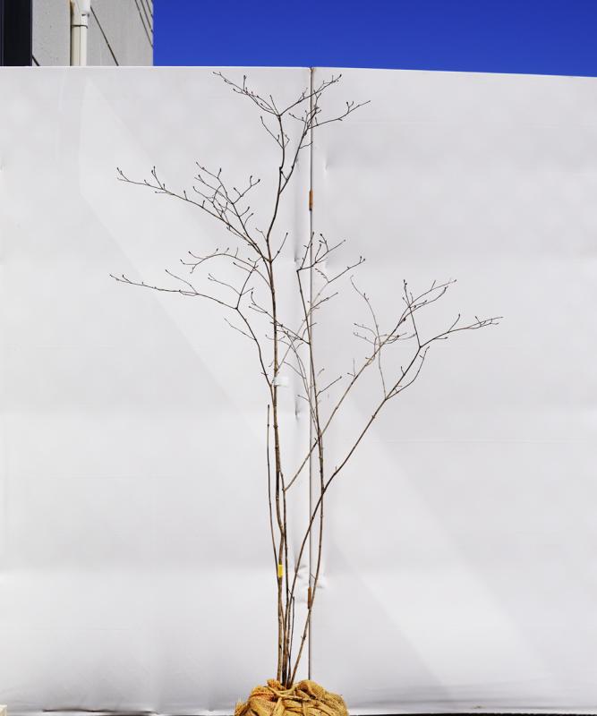 ayzb3-13 【山採り】オトコヨウゾメ　高さ1.3m　不在置き了承商品　
