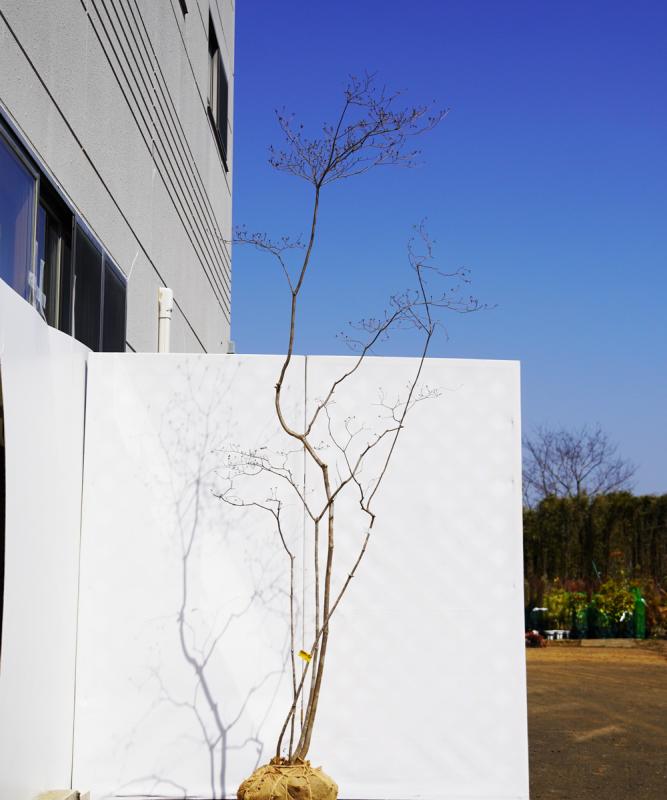 aytc26-24  【山採りもの】ヤマツツジ　高さ2.4ｍ程度　不在置き了承商品