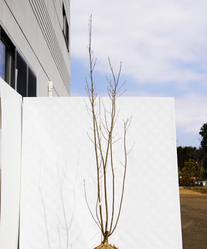 ahdd15-21 【畑もの】アオダモ 本株立　高さ2.1ｍ程度　不在置き了承商品