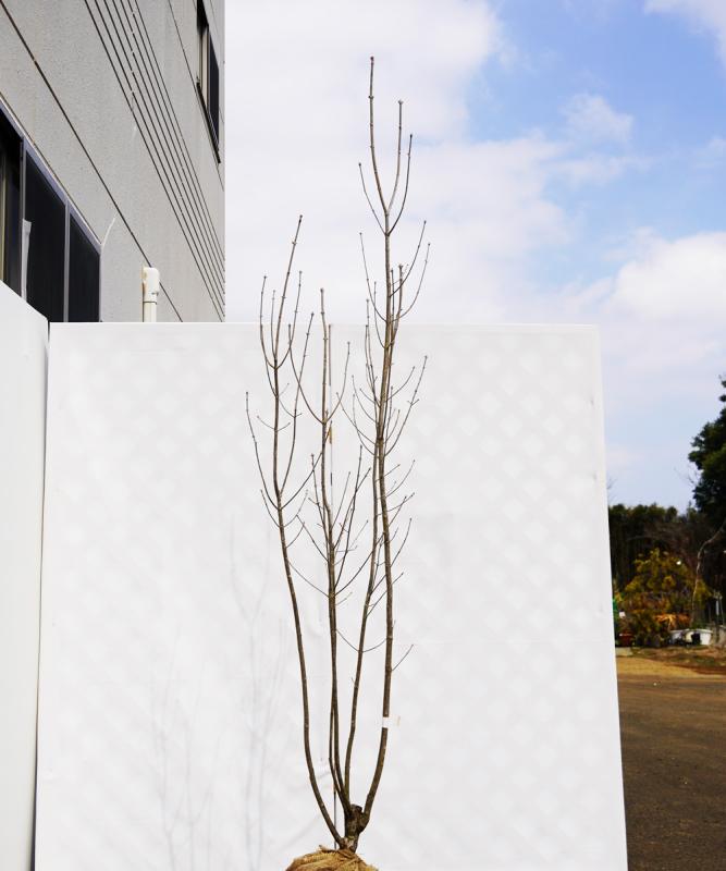 ahdd30-21 【畑もの】アオダモ 本株立　高さ2.1ｍ程度　不在置き了承商品