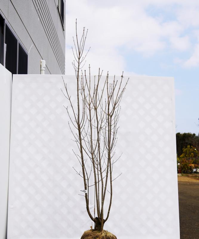 ahdd34-19 【畑もの】アオダモ 本株立　高さ1.9ｍ程度　不在置き了承商品