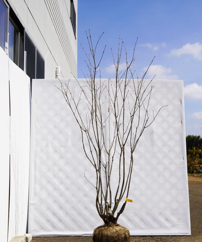 aadj3-18【山採り】アオダモ 本株立　高さ1.8ｍ程度　不在置き了承商品