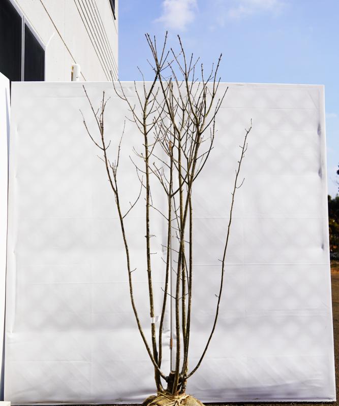aadk6-17 【畑もの】アオダモ株立　高さ1.7ｍ程度　不在置き了承商品