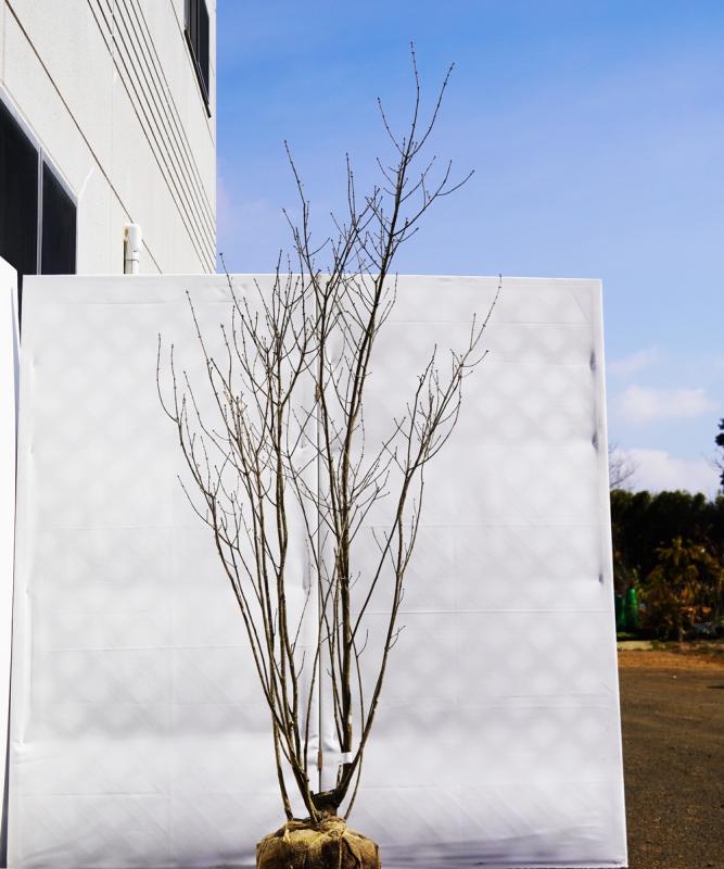 aadk8-19 【畑もの】アオダモ株立　高さ1.9ｍ程度　不在置き了承商品