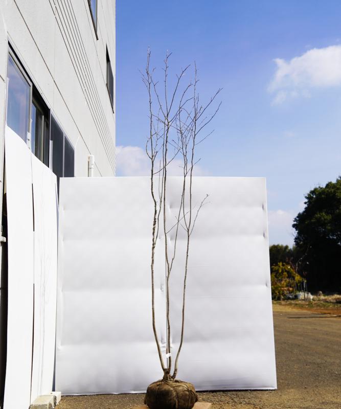 ahhe4-24 【山採り】アオハダ　雌雄不明　高さ2.4ｍ程度　不在置き了承商品
