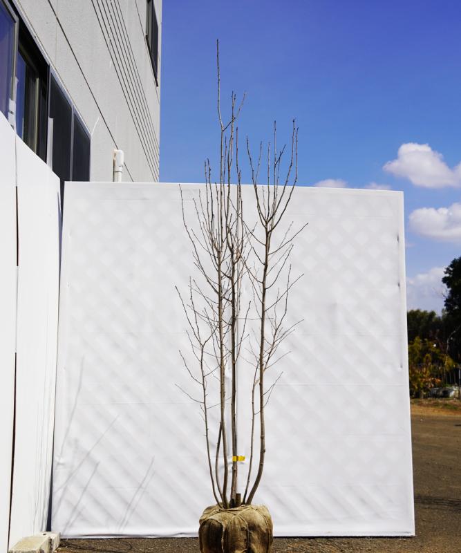 ahhf15-20  アオハダ株立ち　雌雄不明　高さ2.0m　不在置き了承商品