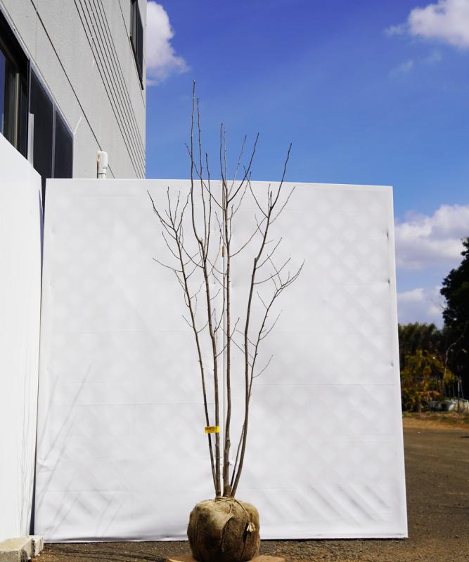ahhf17-17  アオハダ株立ち　雌雄不明　高さ1.7m　不在置き了承商品