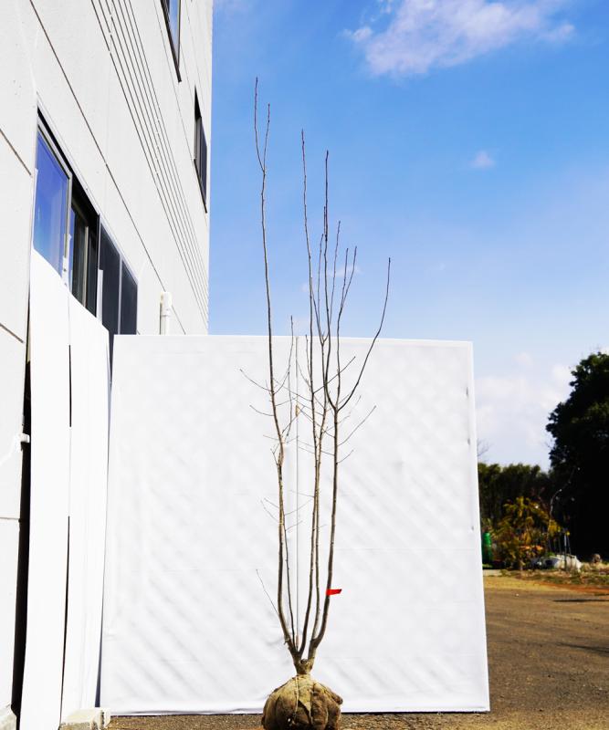 ahhg5-25  アオハダ株立ち　雌雄不明　高さ2.5m　不在置き了承商品