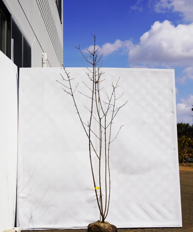 agma5-17 【山採り】ガマズミ　高さ1.7ｍ程度　不在置き了承商品