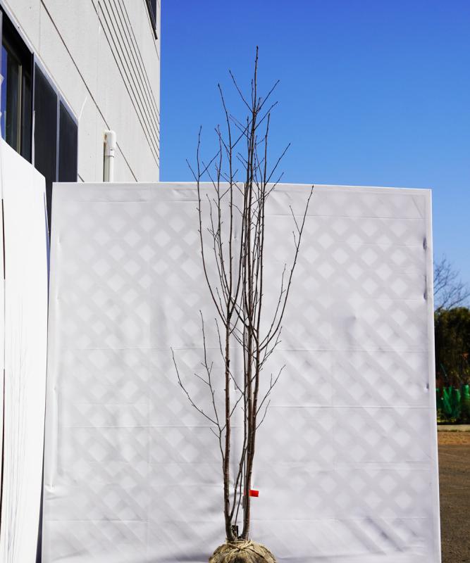 aaza3-20【畑もの】アズキナシ 本株立　高さ2.0ｍ程度　不在置き了承商品