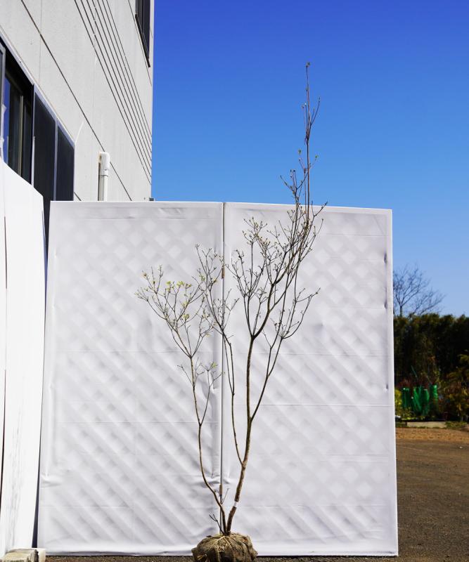 aywa5-20　ヤマツツジ白花　高さ2.0ｍ程度　不在置き了承商品