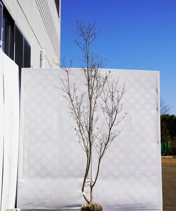 aywa6-20　ヤマツツジ白花　高さ2.0ｍ程度　不在置き了承商品