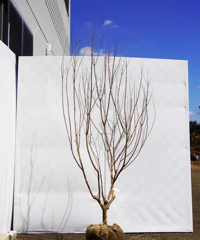 asnc1-14 セイヨウニンジンボク白花　高さ1.4ｍ　不在置き了承商品
