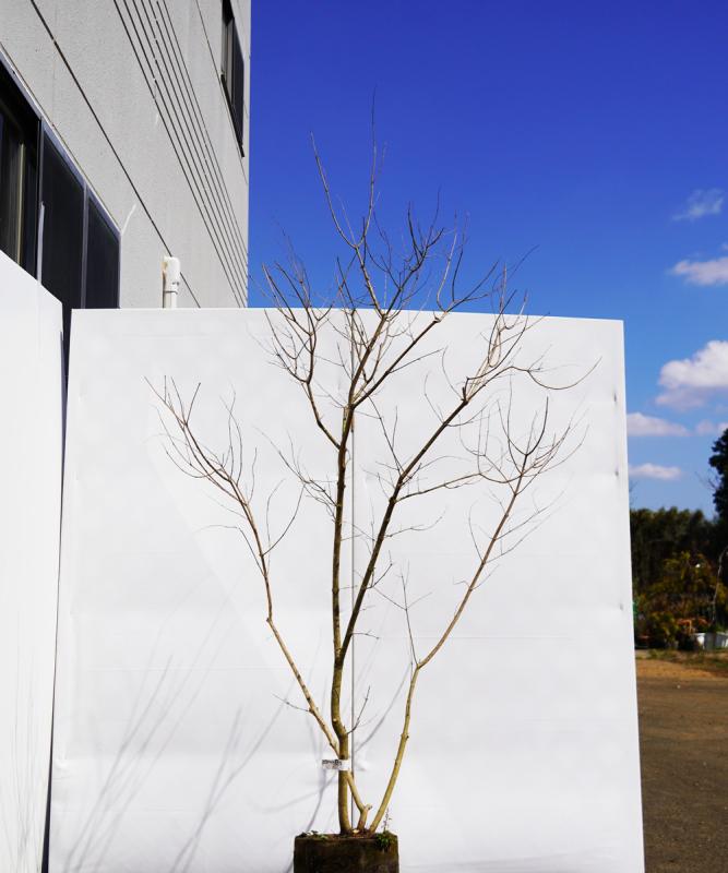 asna3-15  セイヨウニンジンボク青花　高さ1.5ｍ　不在置き了承商品asna3-15  セイヨウニンジンボク青花　高さ1.5ｍ　不在置き了承商品