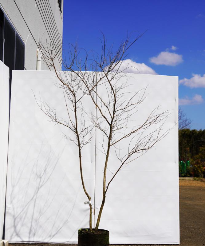 asna6-15  セイヨウニンジンボク青花　高さ1.5ｍ　不在置き了承商品