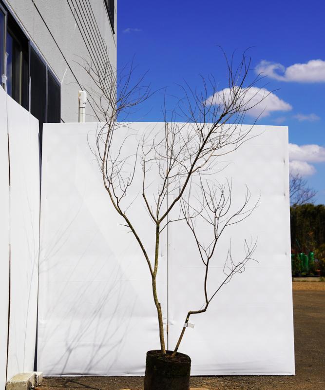 asna7-15  セイヨウニンジンボク青花　高さ1.5ｍ　不在置き了承商品