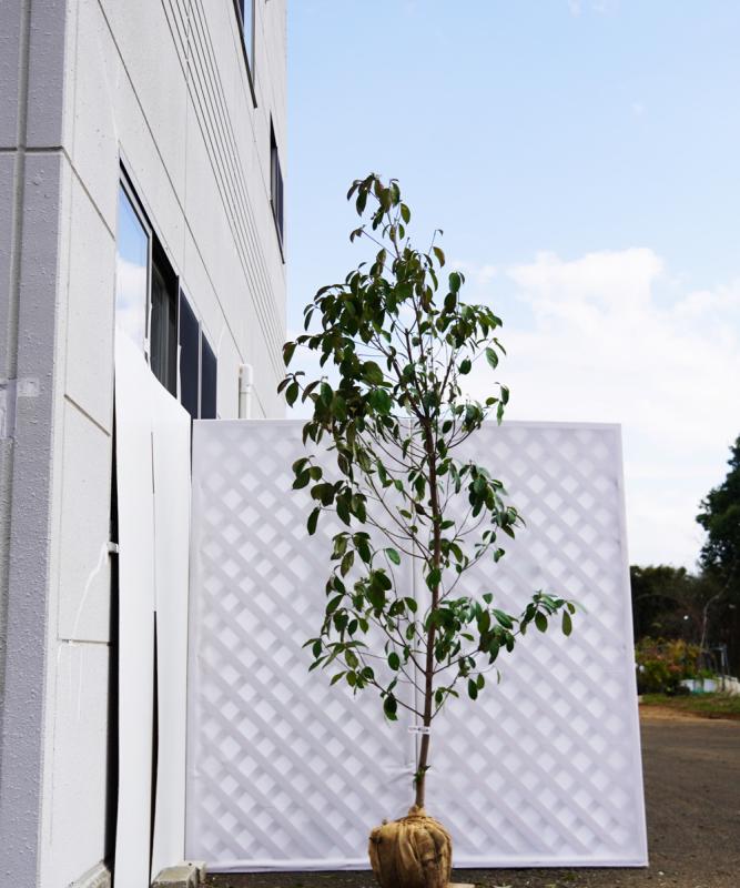 aypa10-24 常緑ヤマボウシ「イエローペイジ」高さ2.4m　不在置き了承