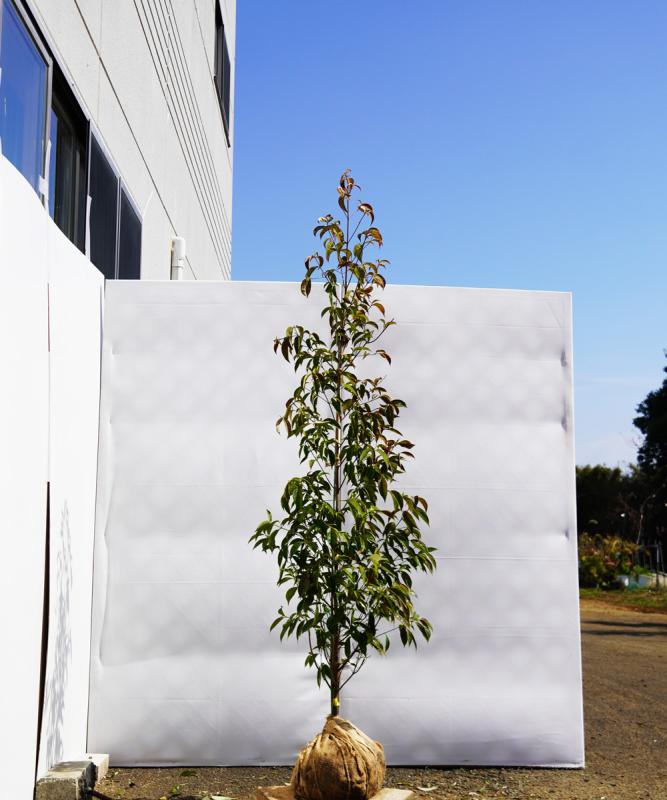 ampc5-18  常緑ヤマボウシ赤花「メリーピンクペイジ」高さ1.8ｍ　不在置き了承商品