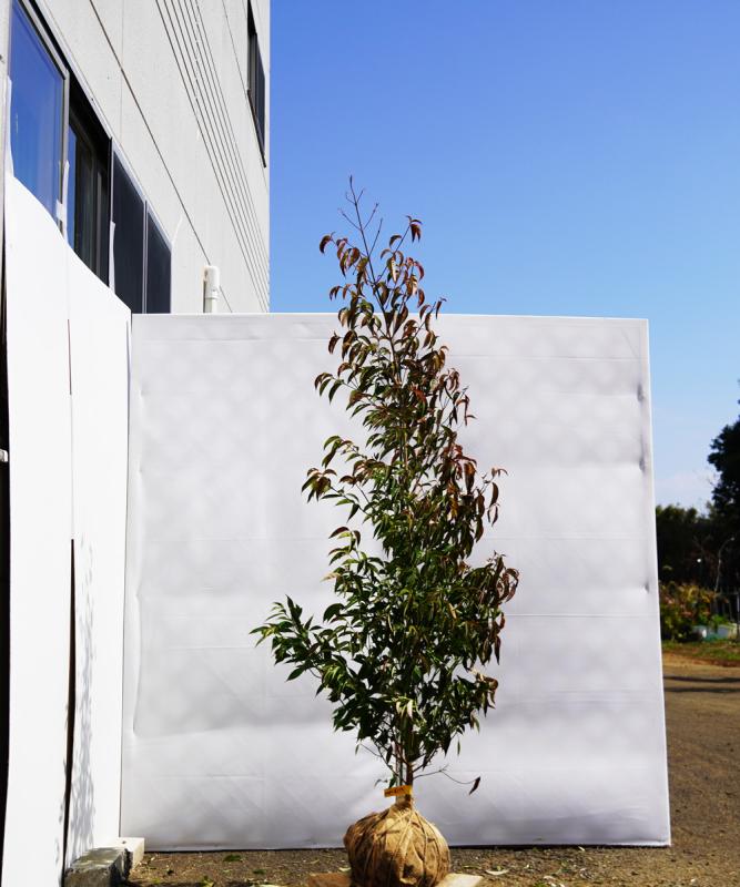 ampc6-19  常緑ヤマボウシ赤花「メリーピンクペイジ」高さ1.9ｍ　不在置き了承商品