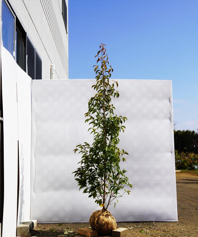 ampc7-18  常緑ヤマボウシ赤花「メリーピンクペイジ」高さ1.8ｍ　不在置き了承商品