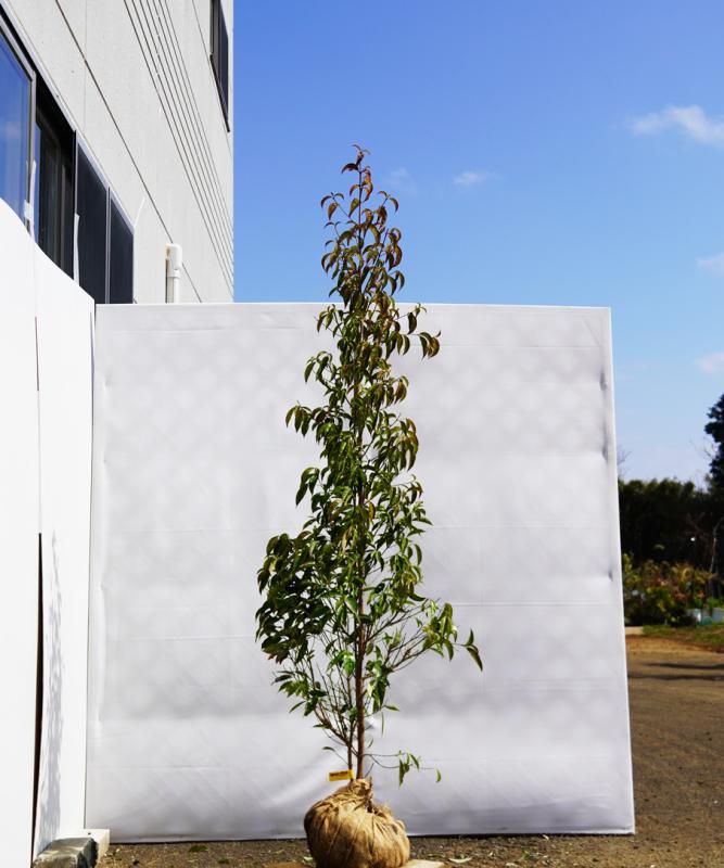 ampc9-19  常緑ヤマボウシ赤花「メリーピンクペイジ」高さ1.9ｍ　不在置き了承商品