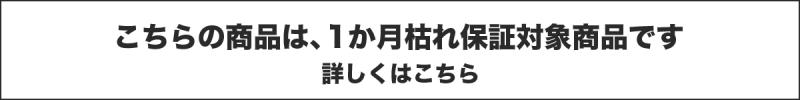 こちらの商品は、1か月枯れ保証対象商品です。