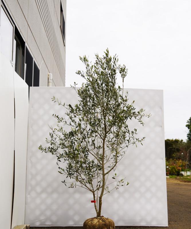 観葉植物 オリーブ 10号 ピクアル ウッドプランター 付き | 観葉