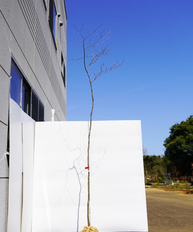 aahh2-26 【山採り】アオハダ　雌雄不明　高さ2.6ｍ程度　不在置き了承商品