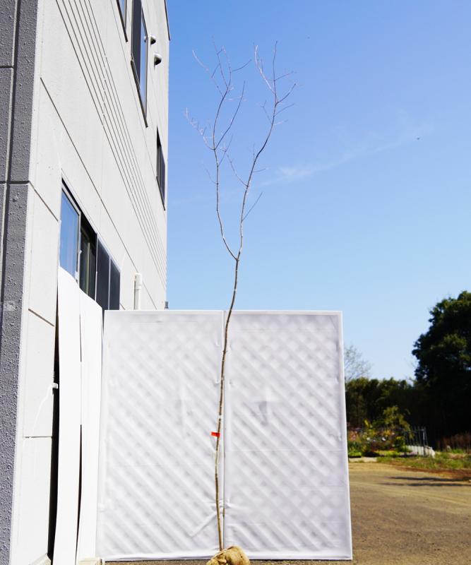 aado44-33   直接引き取り限定【山採りもの】アオダモ　高さ3.3ｍ程度
