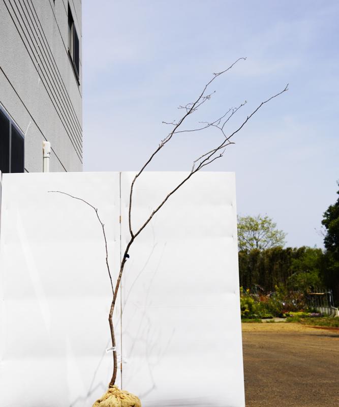 antf14-23  【山採り】ナツハゼ　高さ2.3m　不在置き了承商品