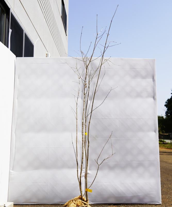 aadr5-19●∞　直接引き取り限定【山採り】アオダモ　高さ1.9ｍ程度