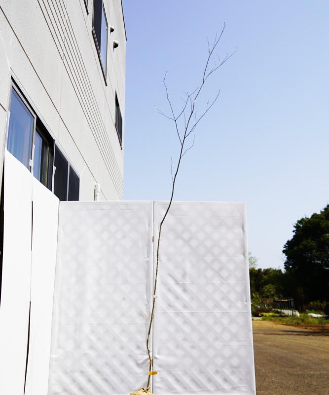 aadr18-30【山採り】アオダモ　高さ3.0ｍ程度　不在置き了承商品