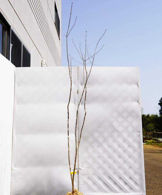 aadr23-22【山採り】アオダモ　高さ2.2ｍ程度　不在置き了承商品