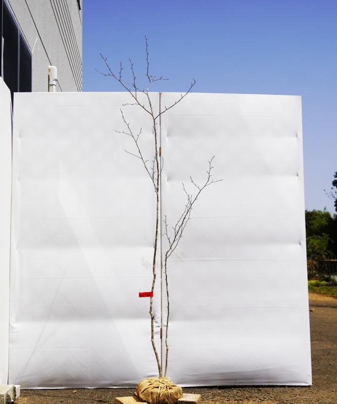 axxf6-17∞ 【山採り】アオハダ　雌雄不明　高さ1.7ｍ程度　不在置き了承商品