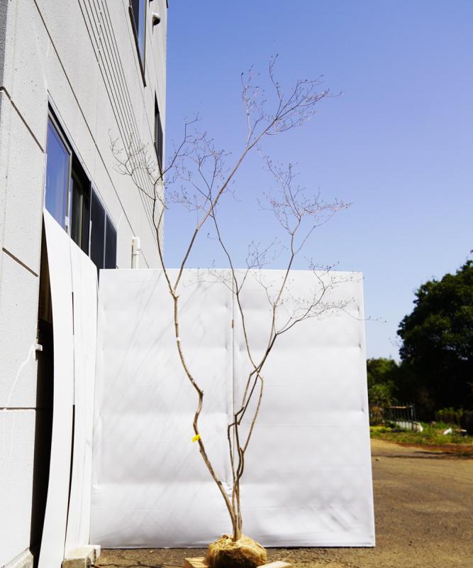 ayte12-29  【山採りもの】ヤマツツジ　高さ2.9ｍ程度　不在置き了承商品
