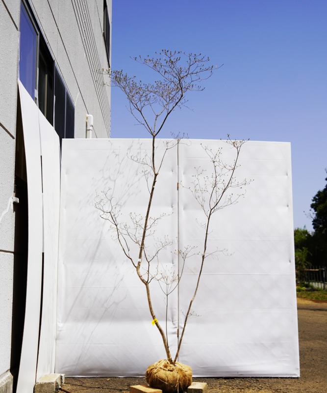 ayte20-21  【山採りもの】ヤマツツジ　高さ2.1ｍ程度　不在置き了承商品