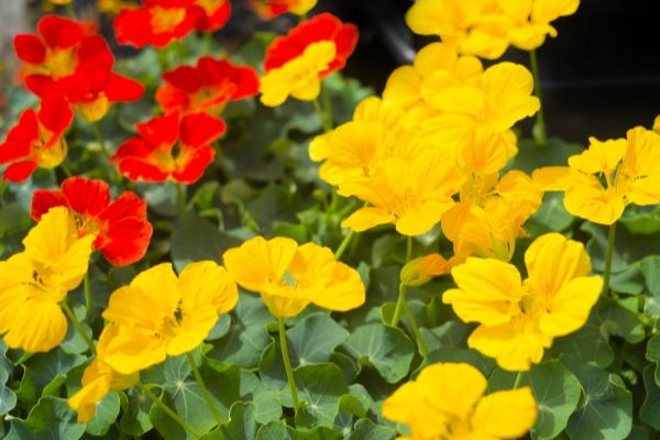 どんな環境でも何度育てても楽だったハーブ：物足りない方に一年草