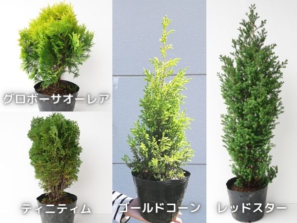 真夏の日差しや西日に強い中低木：コニファー