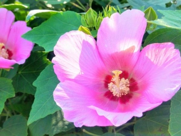 真夏の日差しや西日に強い中低木：フヨウ