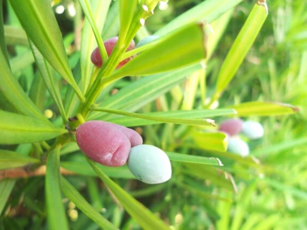 毒がある庭木:イヌマキ、ラカンマキ