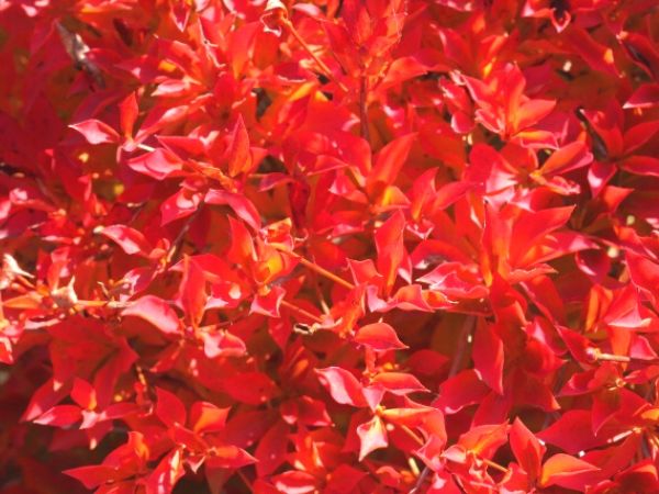 鉢植えで紅葉を楽しむ：ドウダンツツジ
