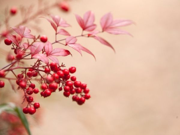 鉢植えで紅葉を楽しむ：ナンテン