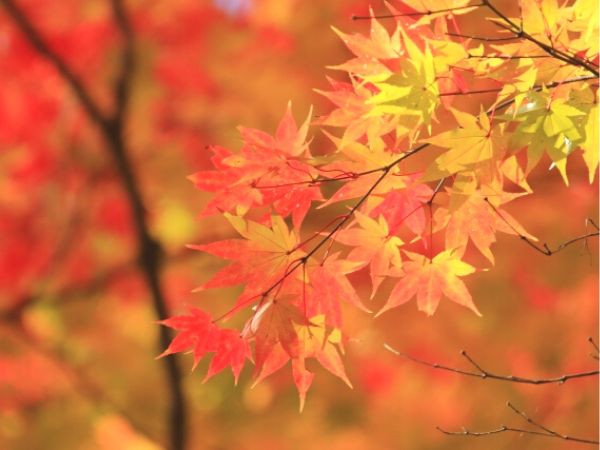 鉢植えで紅葉を楽しむ：イロハモミジ