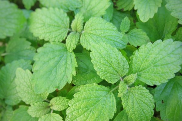 ハーブ寄せ植え：レモンバーム